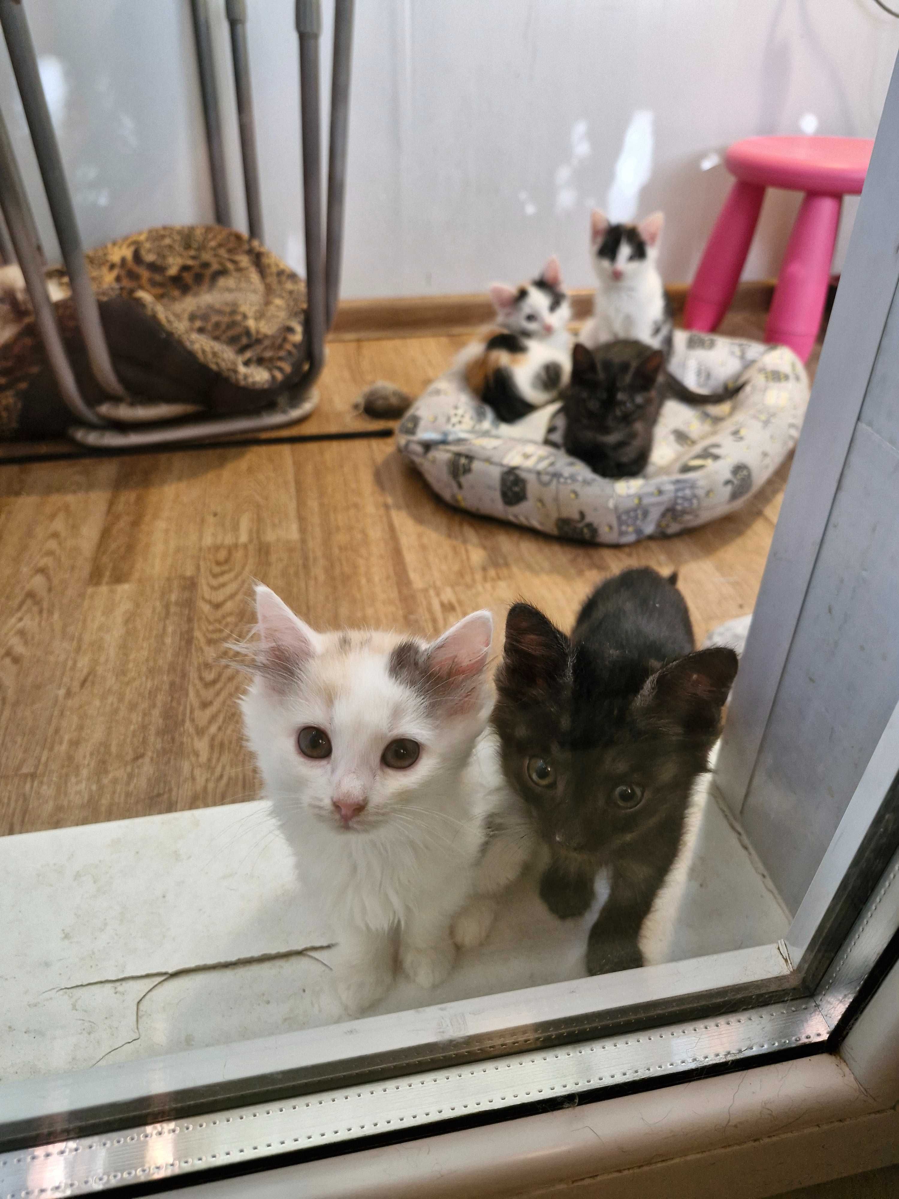 Отдадим котят ответственным людям
