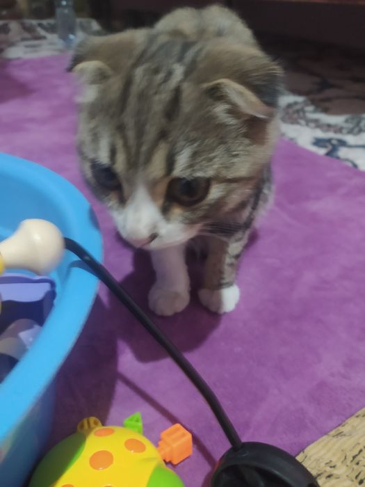 Ogilbola mushuk skotish fold toza qon Judayam yaxshi aqilli 6oyli