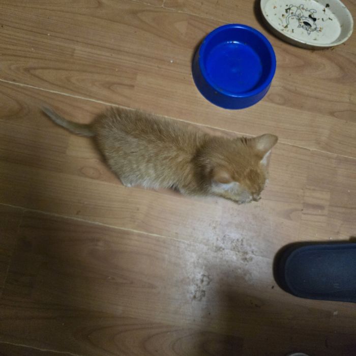 Подарявам коте мъжко на 2 месеца