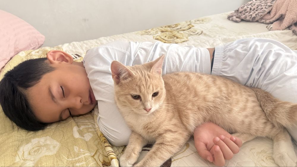 Отдам в добрые руки Кошку!!