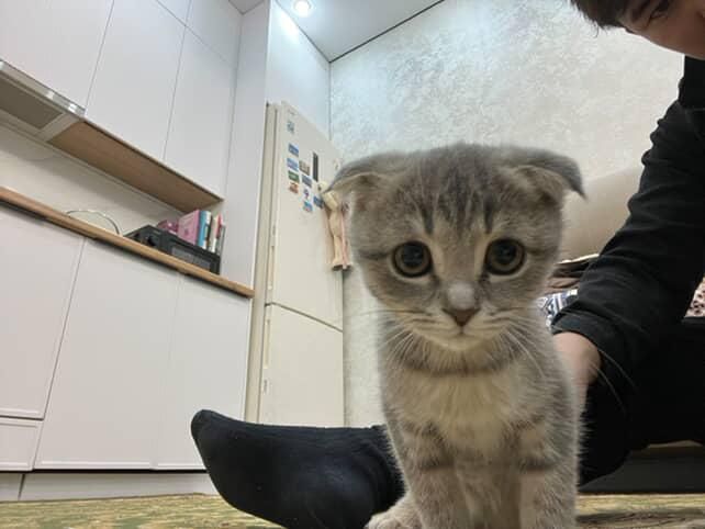 Продам Котёнок 3.5 месяц