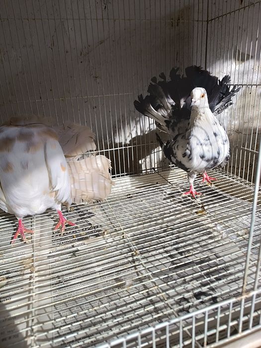 Павлины разных мастей