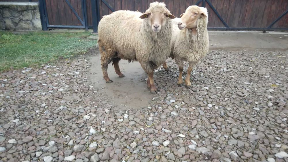 Oi si berbeci de vanzare