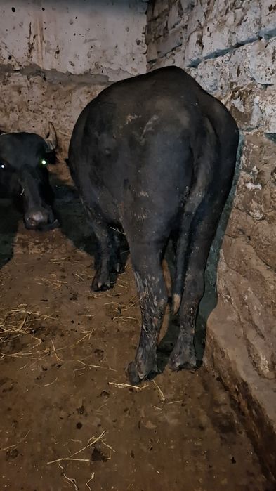 Vând două juninci de bivol gestante