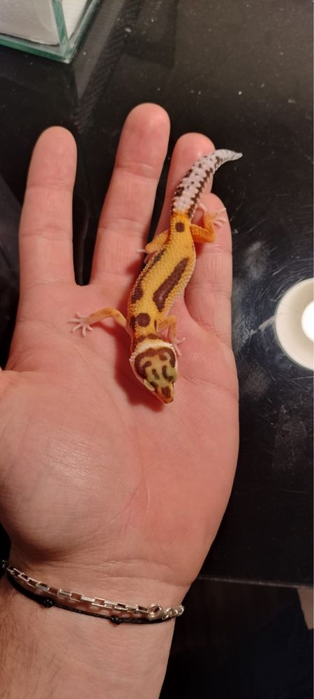 Vand gecko- leopard