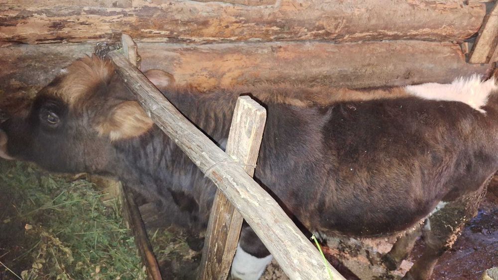 Vând vițică de 7 luni
