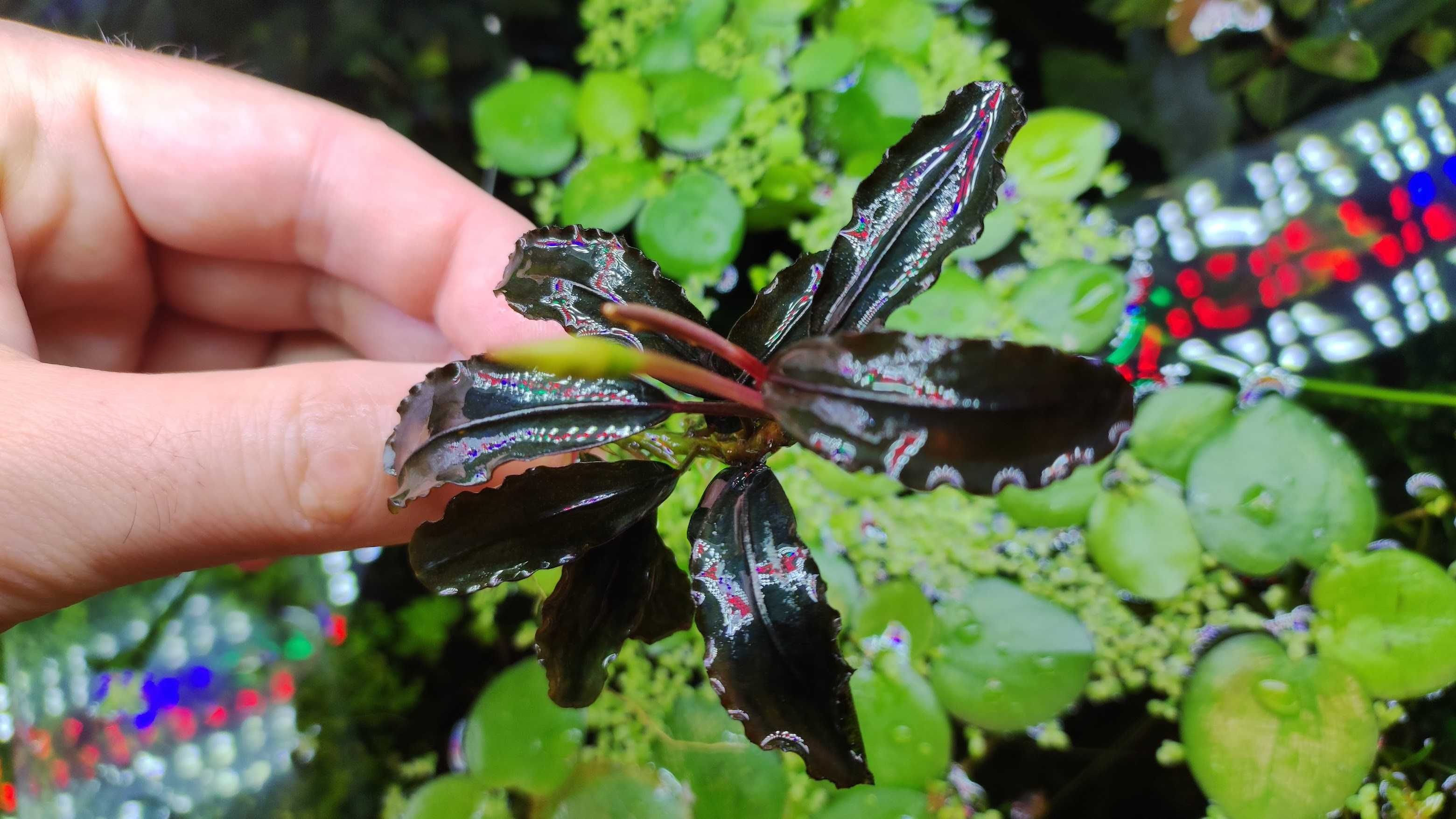 Plante acvariu Bucephalandra 10+ soiuri, carasi sarasa, plante iaz