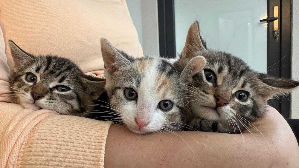 Pui de 5-6 saptamani pentru adoptie