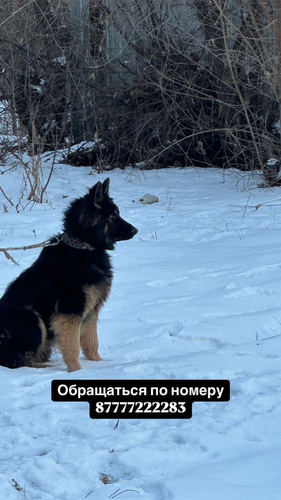 Таза неметцскй овчарка 1жасар