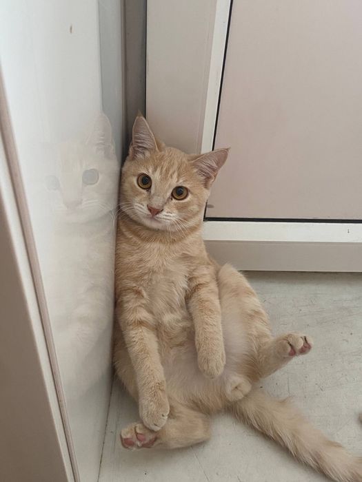 Отдам кота в хорошие руки