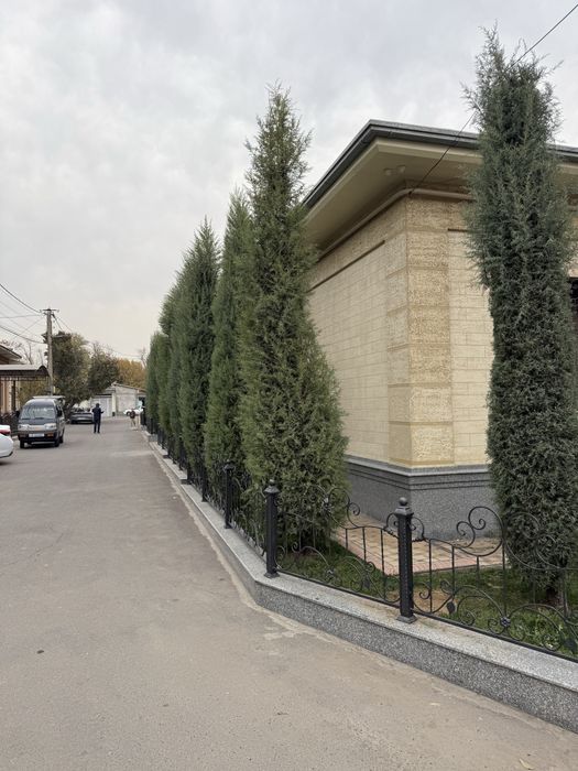 Продается кипарис, ёлка