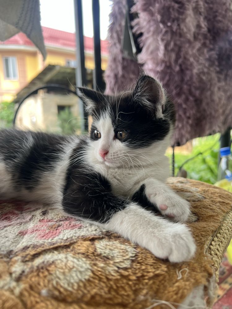 Котята ищую дом!