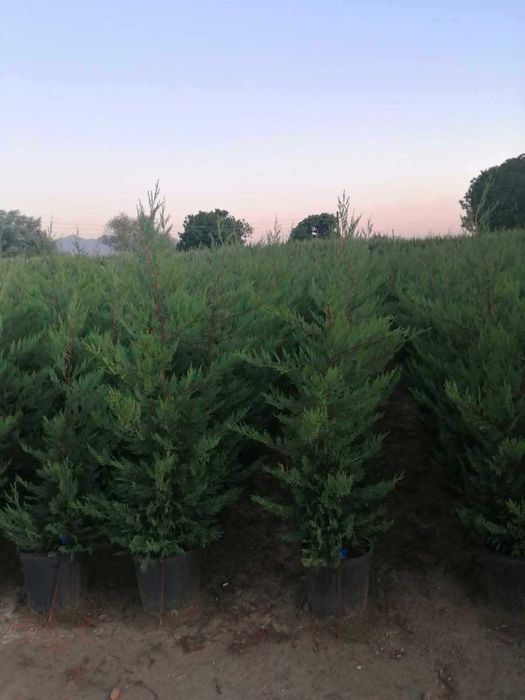 Leylandi cihparos pt gard viu inaltime de la 110-200cm