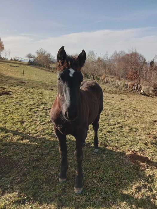 Vand manz negru cu varsta de 5 luni