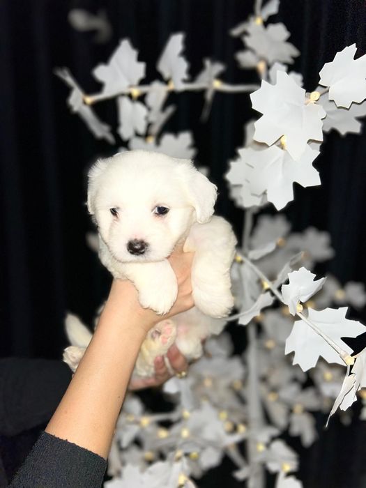 Bichon Maltez mini Toy