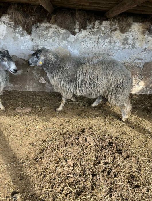 Berbeci karakul brumarii