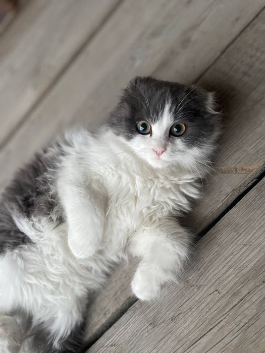 Scottish Fold Longhair Bicolor