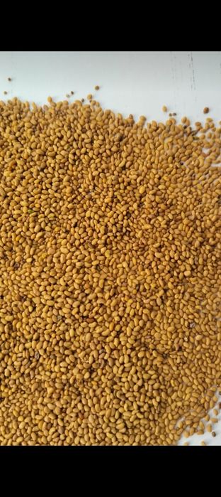 Смена клевера 100%