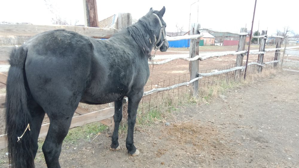 Жемде Турган семыз жылкы сатам