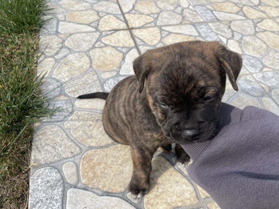 Pui buldog francez
