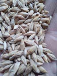 Ячмень,  , кукуруза, горох зерно в мешках  Костанай
