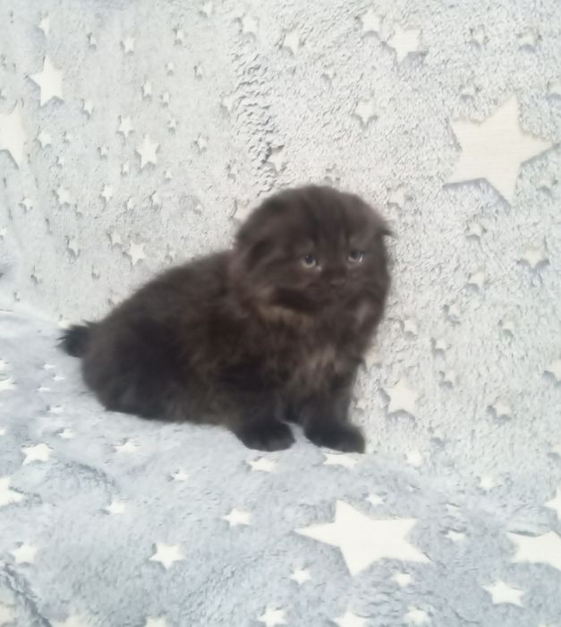 Продам шотландских котят