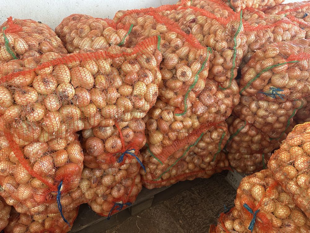 Vand ceapa  proaspata recolta 2025.Direct producator