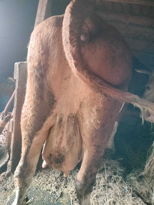 Vand vaca baltata romaneasca