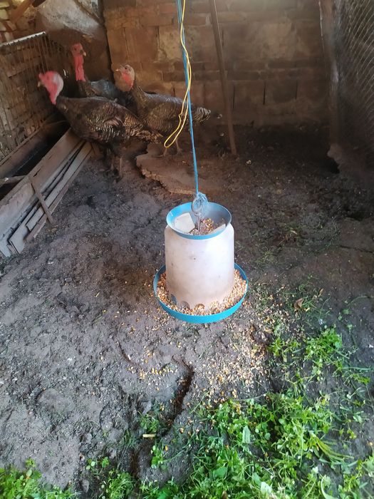 Продавам Домашни Пуйки!