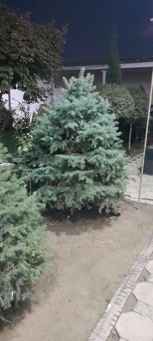 3ta wunqa archamiz bor sotiladi