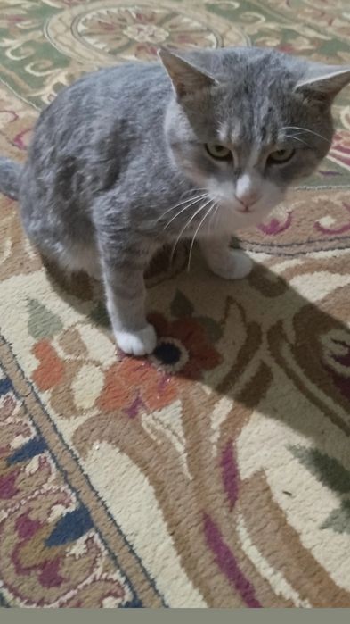 Mushuk bepulga beriladi. Oʻgʻil bola. Uy mushugi.