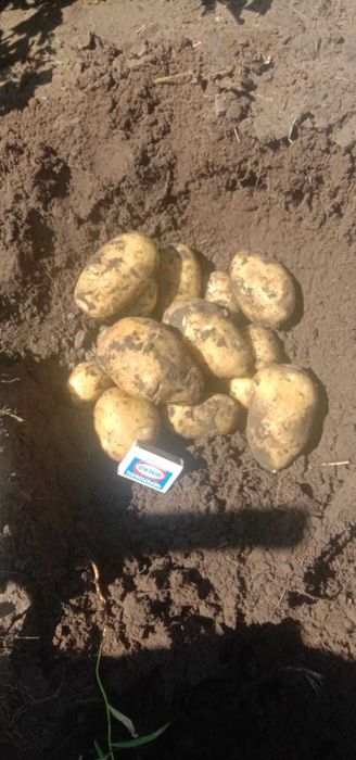 Картофель оптом Железинка