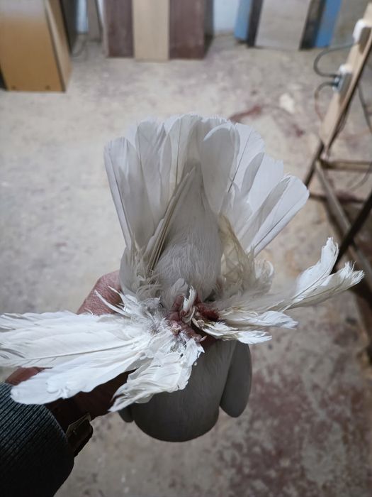 Продам голубей Тасманов