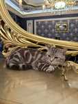British shorthair