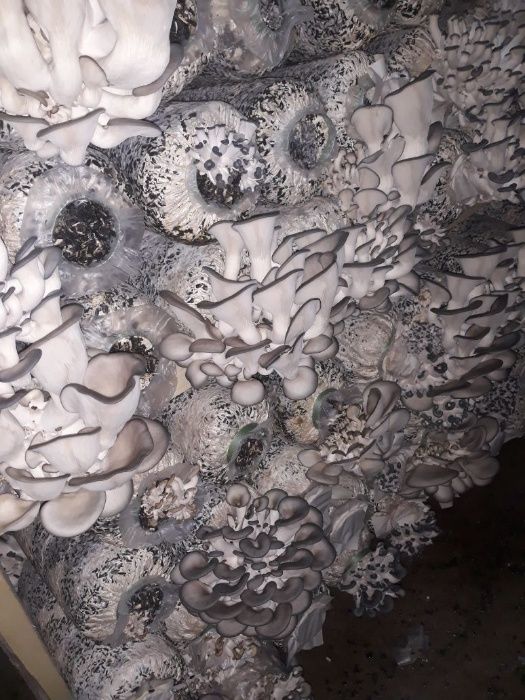 Грибные блоки вешенки