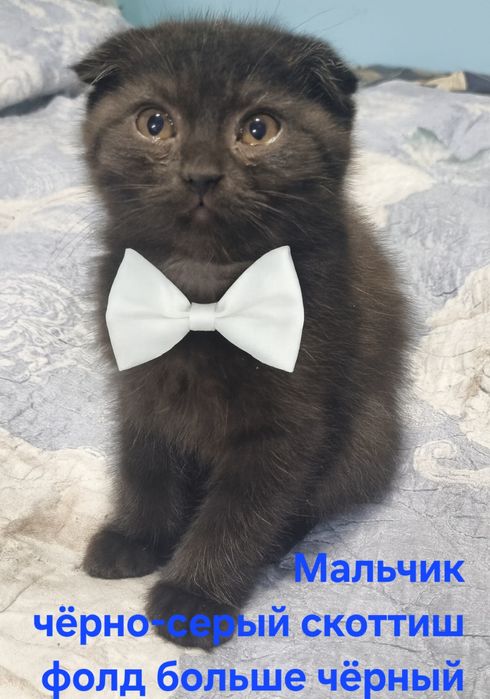 Продаются породистые  котята