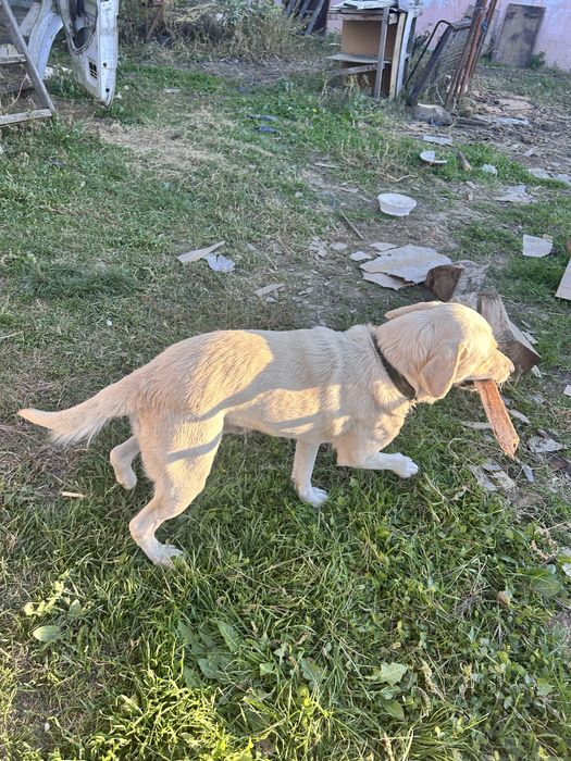 Donez  caine labrador