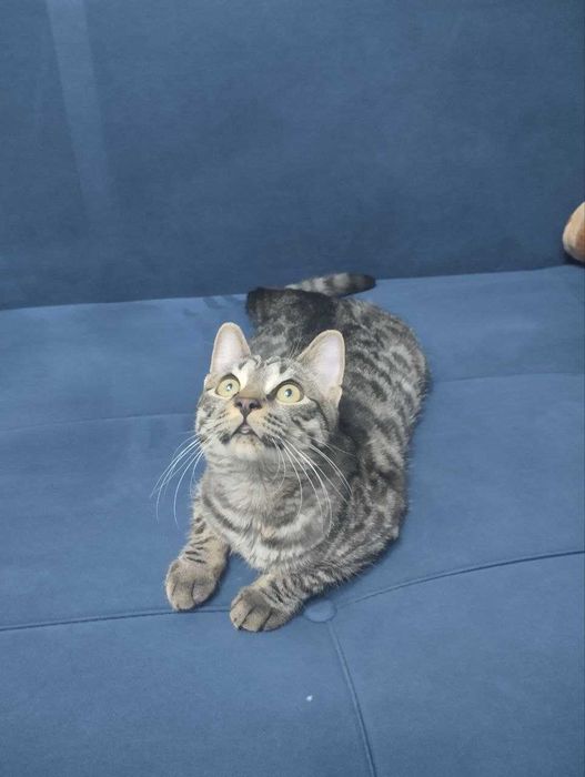 Отдам в добрые руки котика