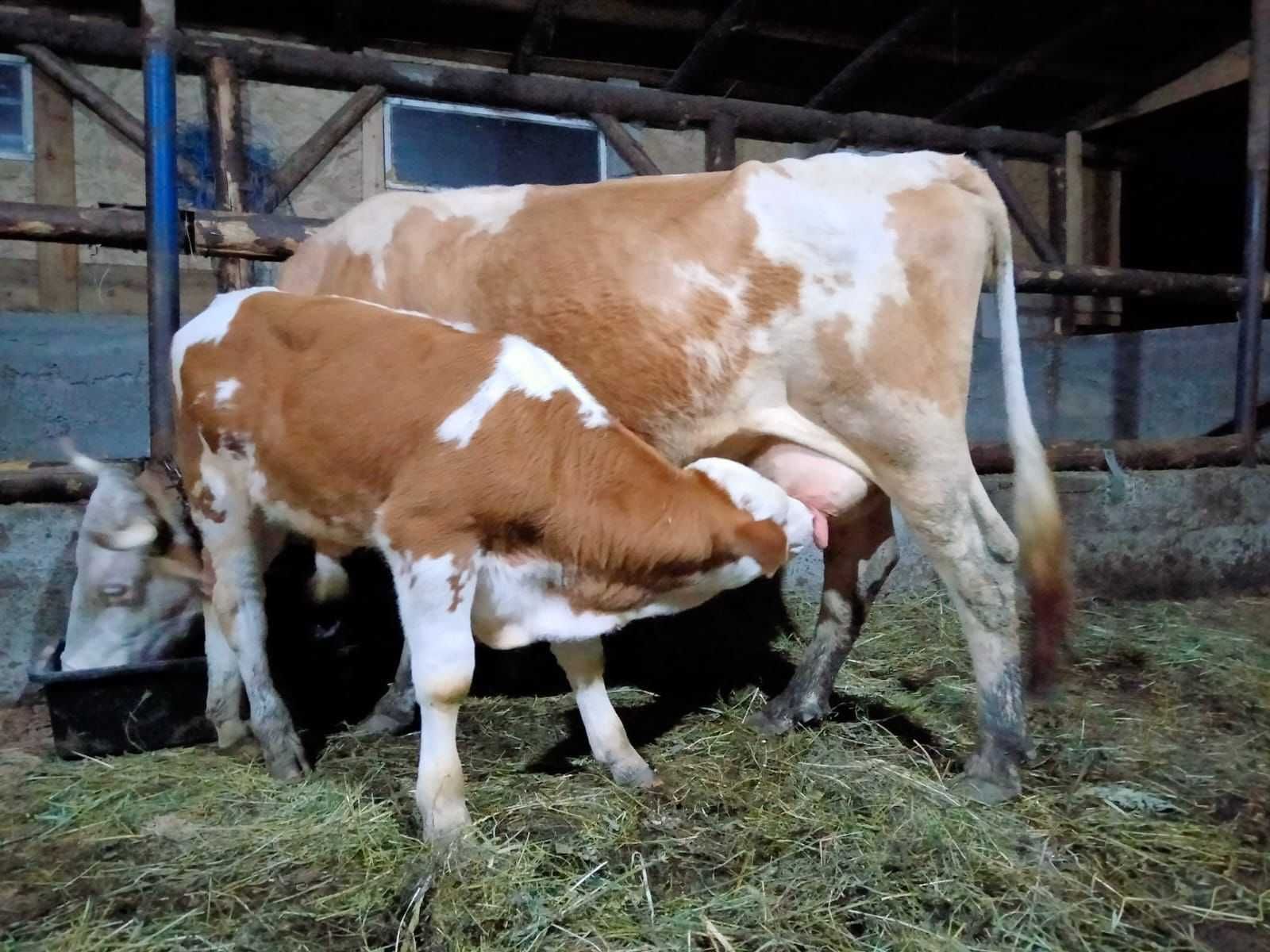 Vând vacă cu sau fără vițel