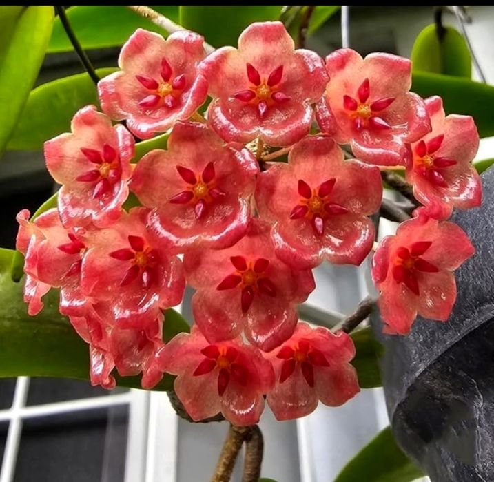 Flori, plante rare de Lacrima Maicii Domnului ( Hoya )