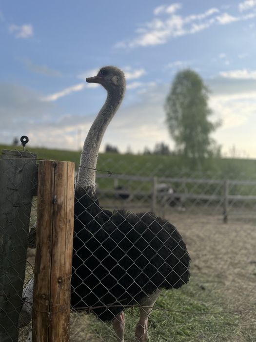 Vand struti la varsta de 5-6 ani.