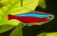 Аквариумная рыбка-Неон красный ( Paracheirodon axelrodi)