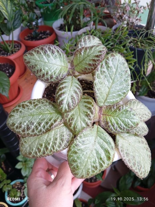 Продам цветы комнатные