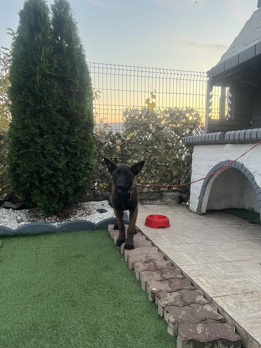 Ciobanesc German Malinois