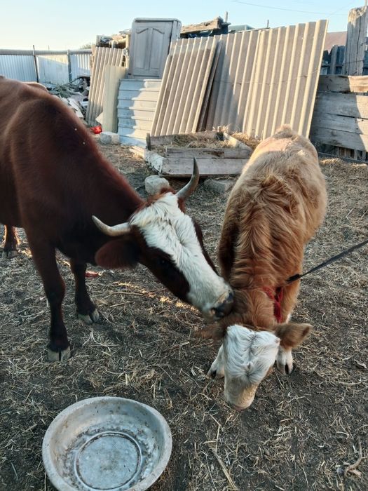 Буаз сиыр баспағымен тез арада сатылады