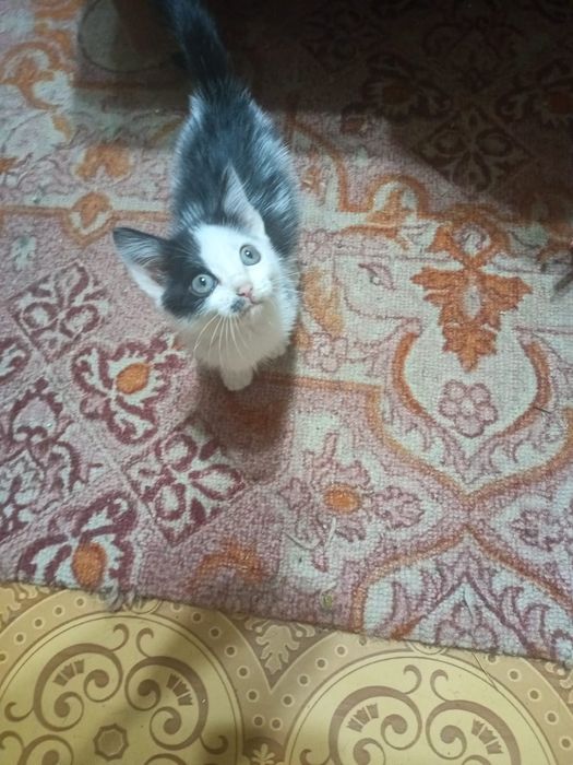 Отдам котенка в добрые руки