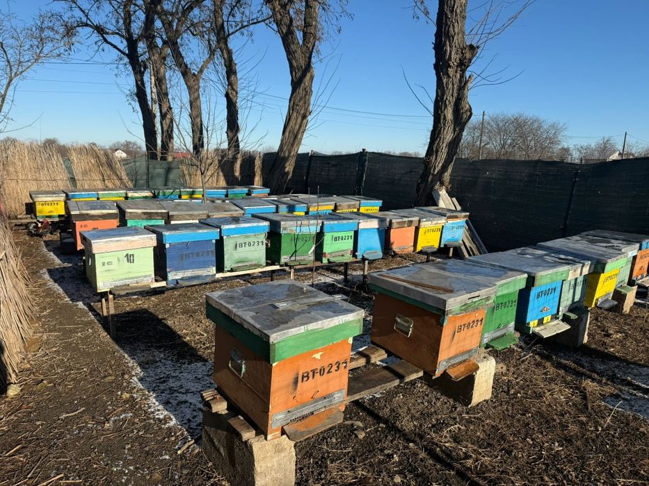 Miere și familii de albine