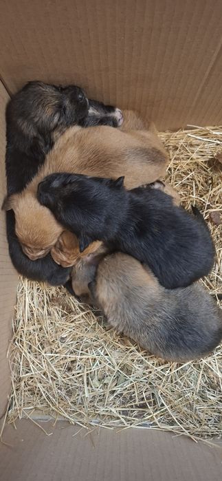 Малки сладки кученца