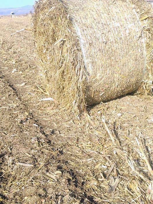 Baloți de tocătură de vânzare!!