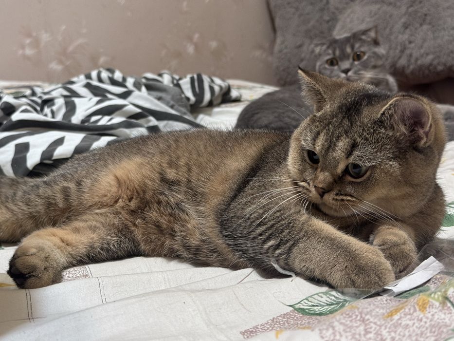 Котята скоттиш страйт скотиш страйд золотая шиншилла